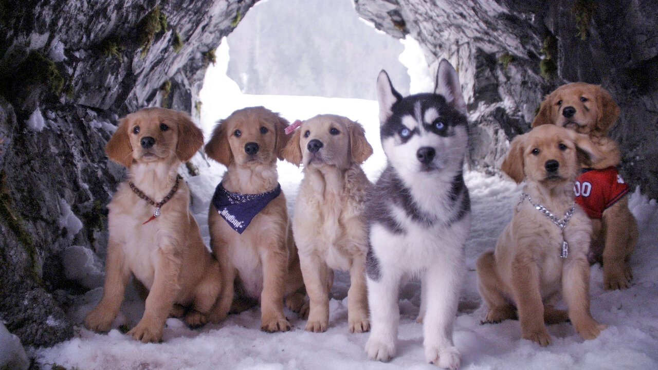 Golden Retriever Movies On Netflix Golden Retriever Movies On Netflix