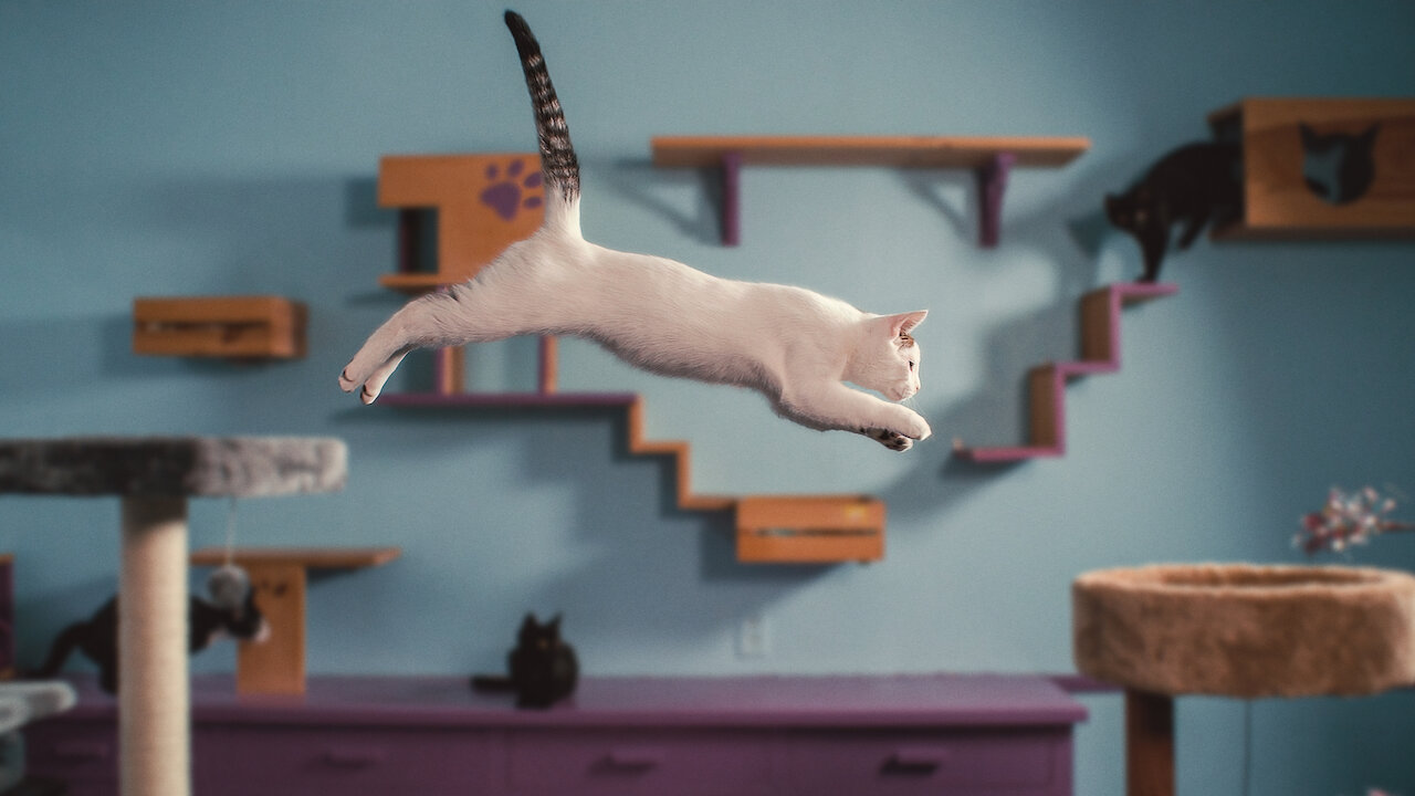 Inside the Mind of a Cat Trailer – A Tail of Trust, Love, and Unexpected Adventures